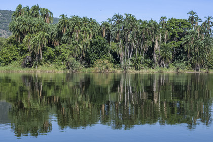 Rwanda, Akagera National Park, palm tree on the edge of lake Ihema