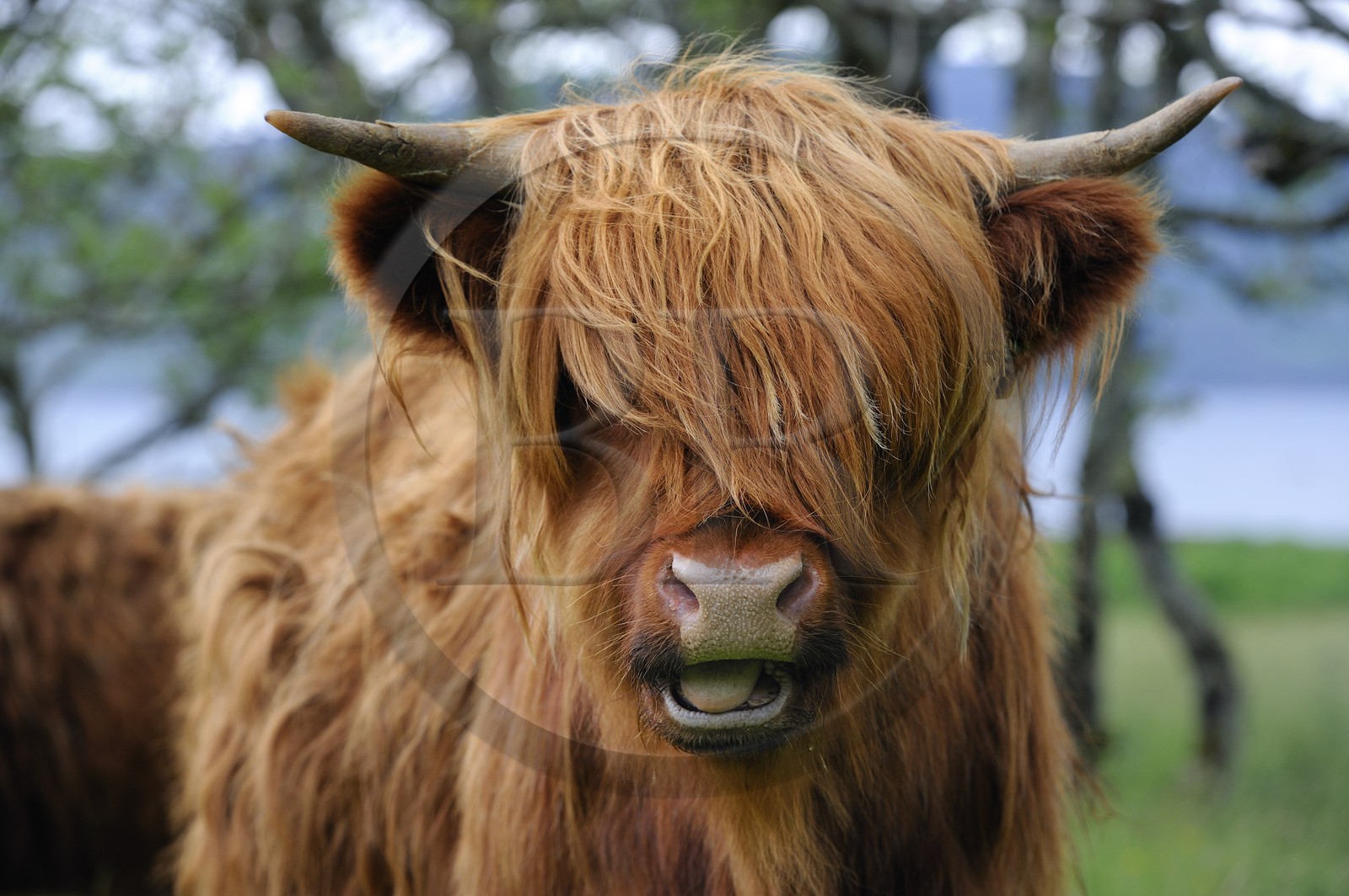 Royaume-Uni, Ecosse, Highland, Hébrides intérieures, Ile de Mull, vache de race Highland