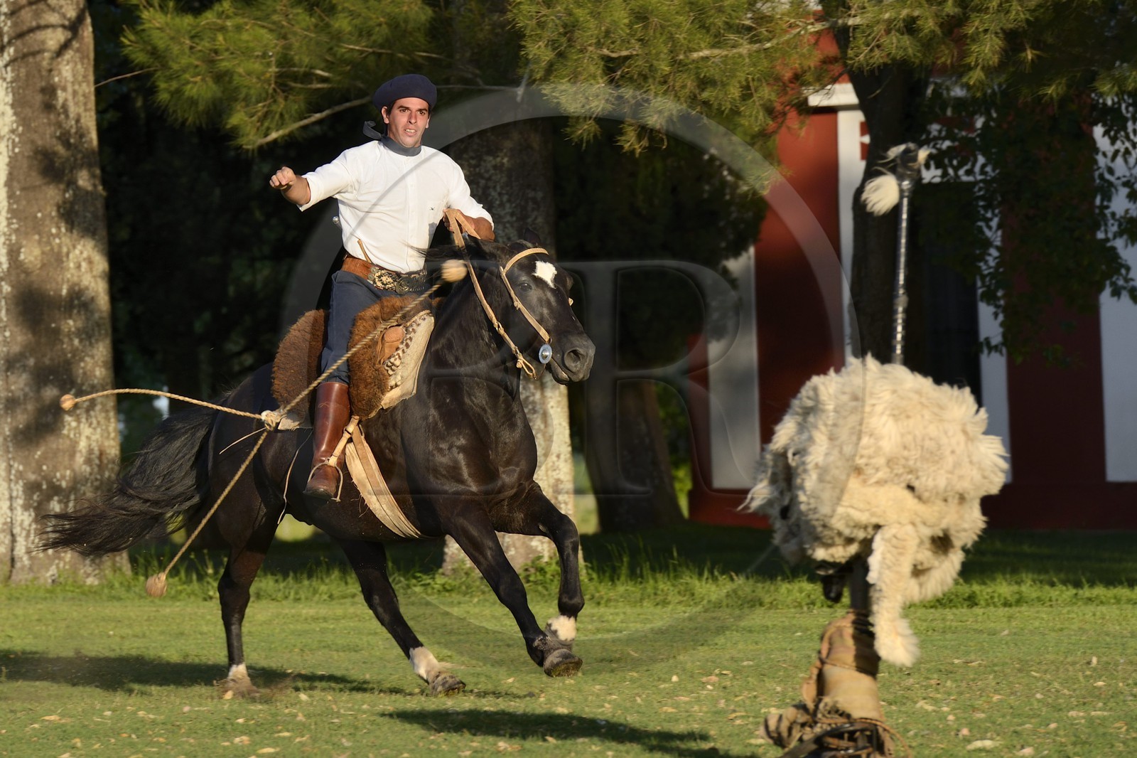 Argentine, province de Buenos Aires, San Antonio de Areco, estancia La Bamba de Areco, gaucho faisant une démonstration de l'usage des bolas (ou boleadoras) destinées à capturer les animaux en entravant leurs pattes