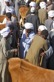 Egypte, Haute Egypte, Daraw au nord d'Assouan, marché aux vaches