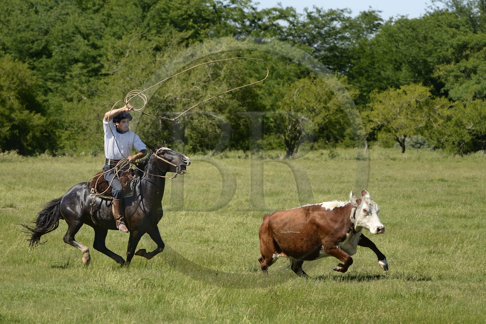 Argentine, province de Buenos Aires, San Antonio de Areco, estancia La Bamba de Areco, gaucho au travail pourchassant une vache au lasso