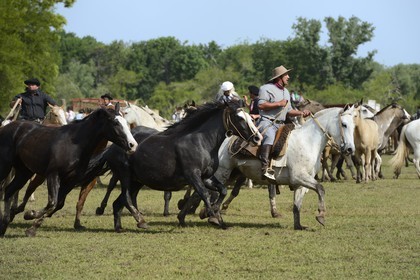 Argentine, province de Buenos Aires, San Antonio de Areco, fête du Jour de la Tradition (Dia de la Tradicion), figure appelée enchevêtrement de troupeaux (Entrevero de tropillas)