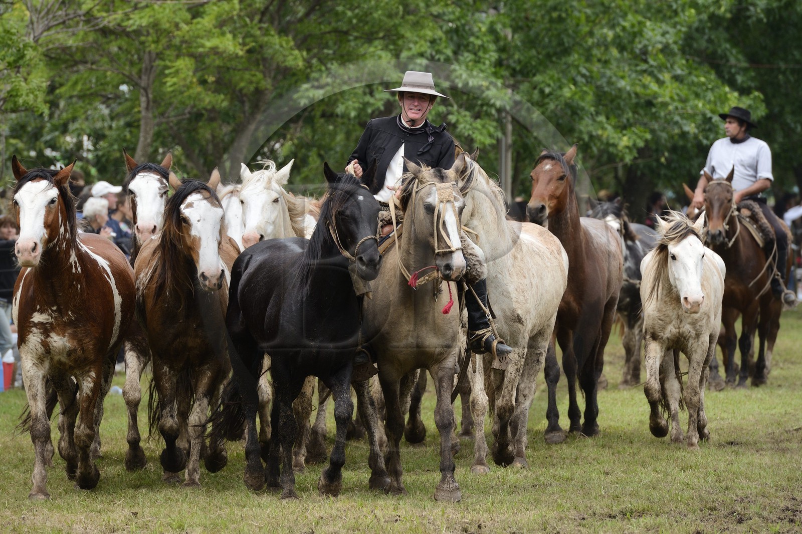 Argentine, province de Buenos Aires, San Antonio de Areco, fête du Jour de la Tradition (Dia de la Tradicion), figure appelée enchevêtrement de troupeaux (Entrevero de tropillas)