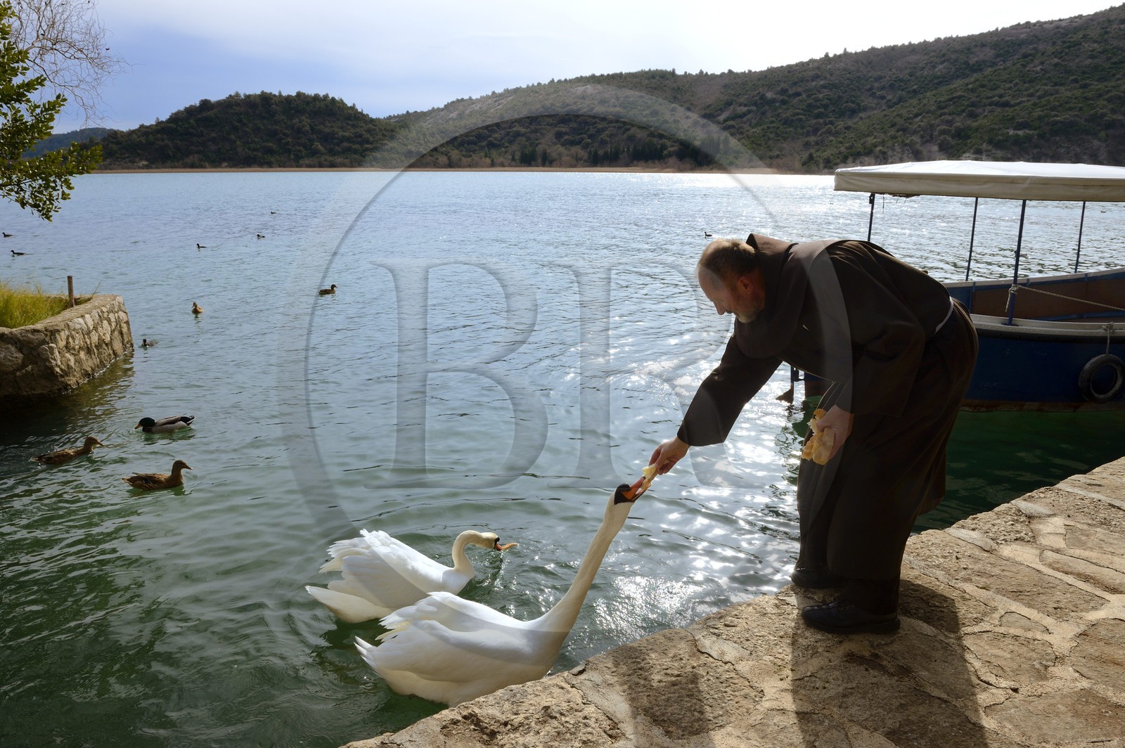 Croatie, Dalmatie, Parc national de Krka où la rivière Krka devient le lac de Visovac, monastère franciscain de l’îlot Visovac, Frère Stojan  donne du pain aux cygnes