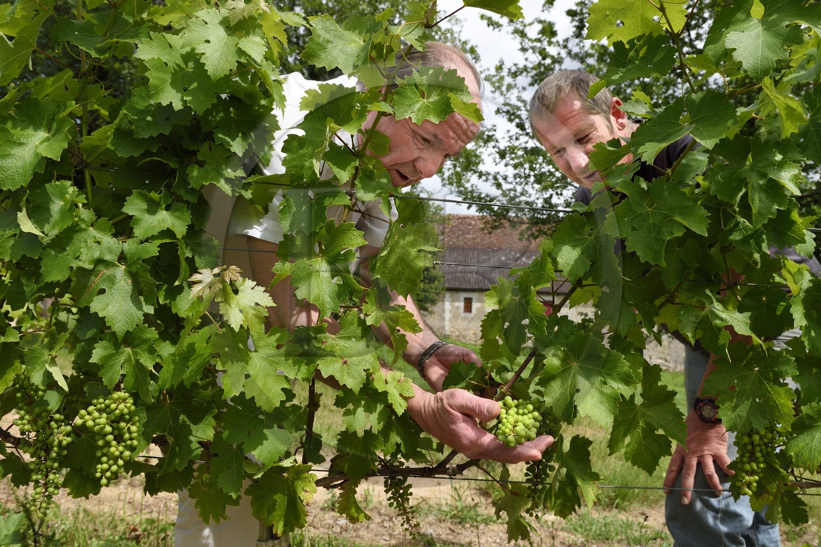 France, Dordogne (24), Creysse vers Bergerac, vignoble de Pécharmant, chateau de Tiregand, Francois-Xavier de Saint-Exupéry proprétaire et viticulteur dans ses vignes