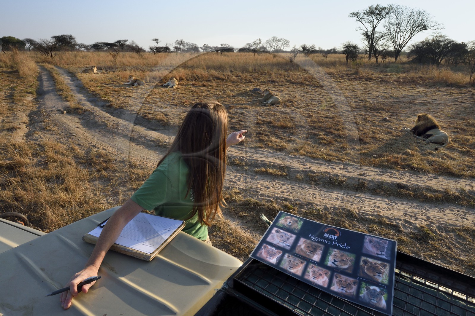 Zimbabwe, province des Midlands, Gweru, Antelope Park qui abrite ALERT (African Lion and Environmental Research Trust), Yvonne Gordon est une permanente du projet en charge de l'observation du comportement des lions qui seront relachés en clan dans un parc national, ici en zone 2 les quatre femelles adultes et le mâle qui ont enfantés les lions qui seront relachés