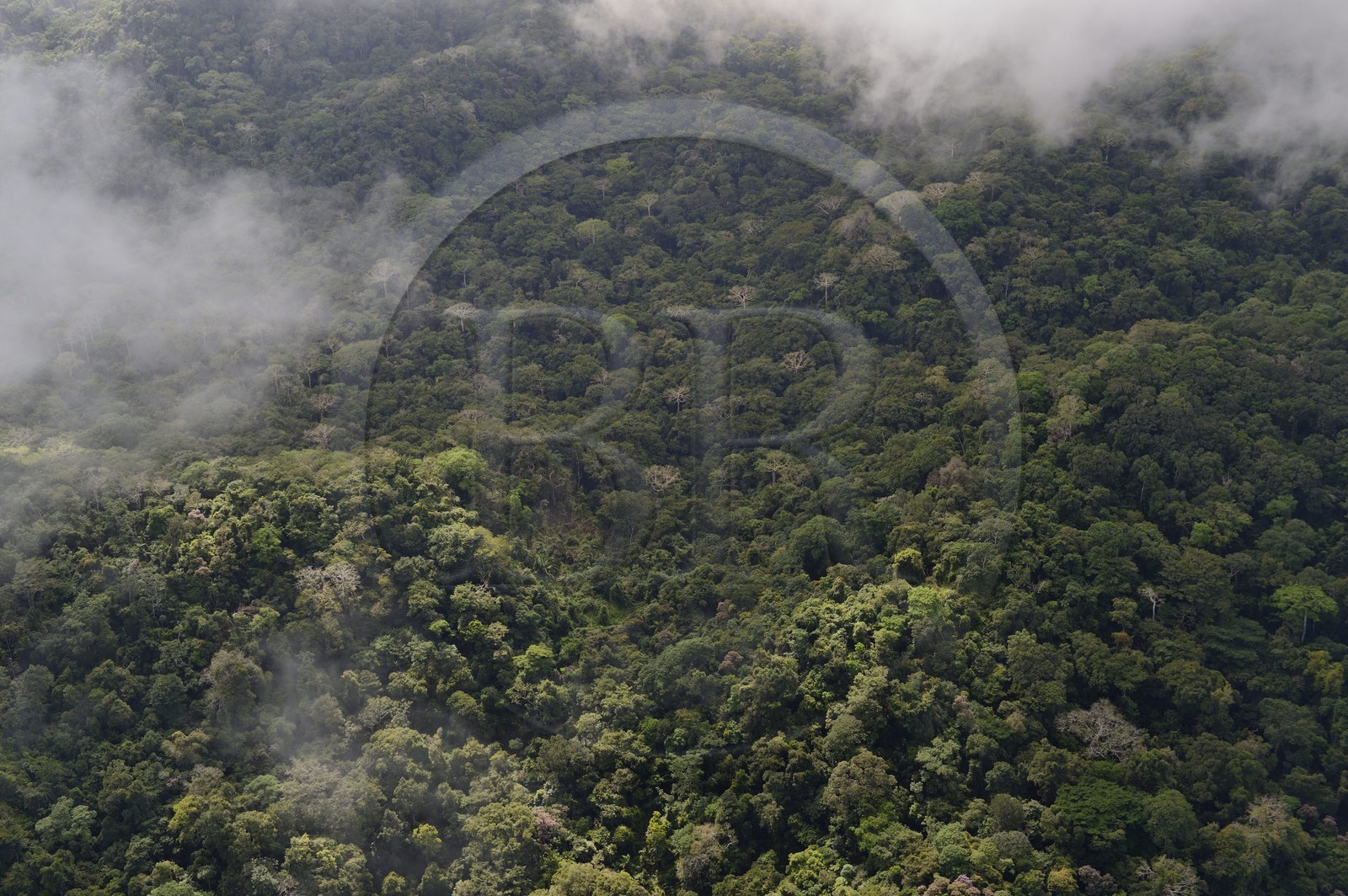 Panama, forêt tropicale aux abords du Canal de Panama (vue aérienne)
