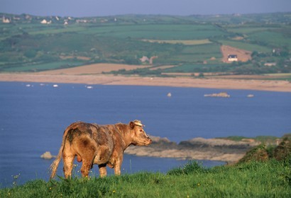 France, Manche, Cotentin, region of Cap de la Hague, cow