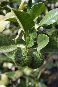 France, Var, La Londe les Maures, Domaine du Jasson, citrus farming, kaffir lime (Citrus hystrix)