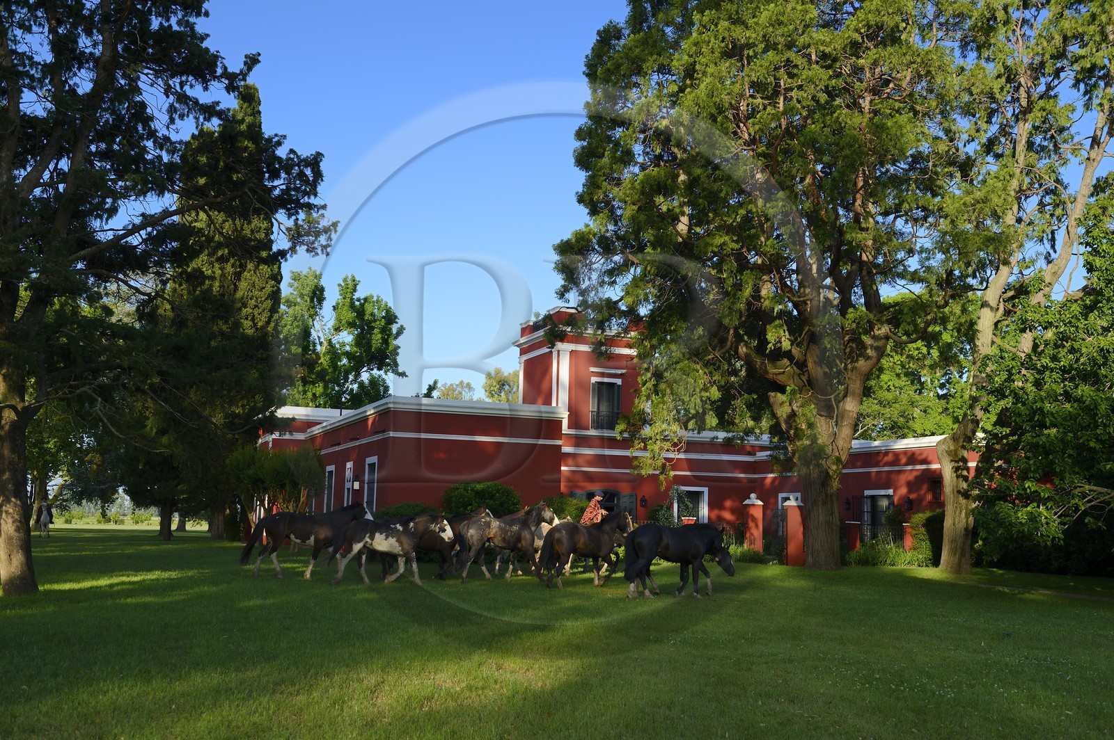 Argentine, province de Buenos Aires, San Antonio de Areco, gaucho et son troupeau de chevaux devant l'estancia La Bamba de Areco