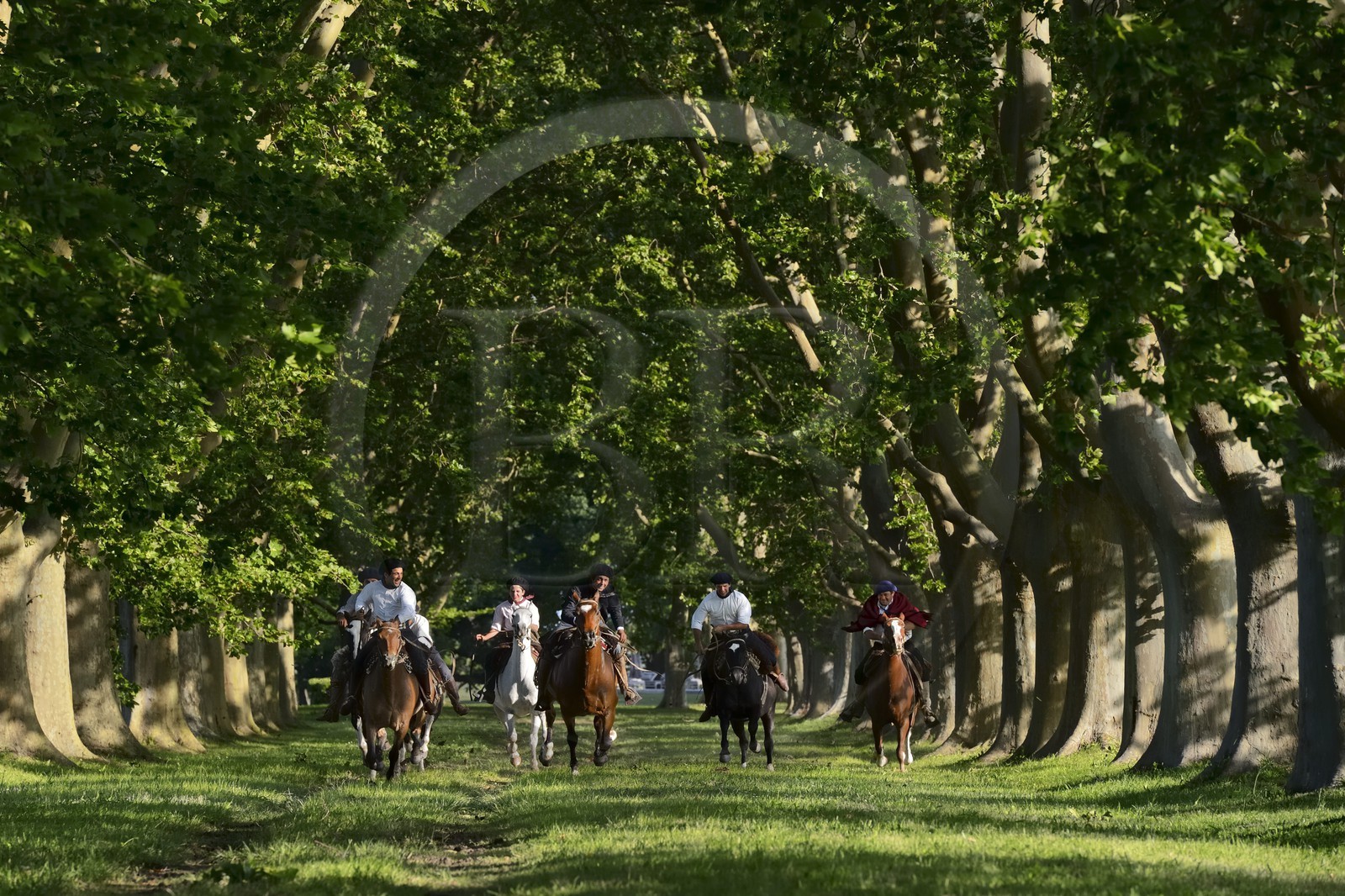 Argentine, province de Buenos Aires, San Antonio de Areco, groupe de gauchos à cheval sous les arbres de l'allée qui mène à l'estancia La Bamba de Areco