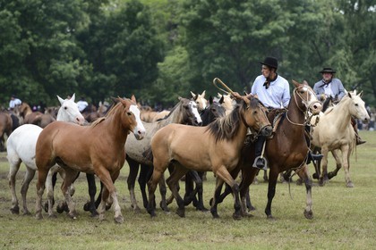 Argentine, province de Buenos Aires, San Antonio de Areco, fête du Jour de la Tradition (Dia de la Tradicion), figure appelée enchevêtrement de troupeaux (Entrevero de tropillas)
