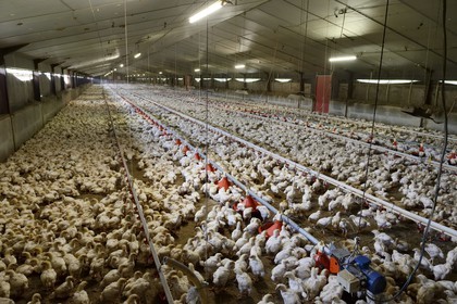 France, Finistere, Locronan, labelled Les plus Beaux Villages de France (The Most Beautiful Villages of France), intensive chicken ground breeding in the Louboutin family farm, each warehouse contains over thirty thousand chickens