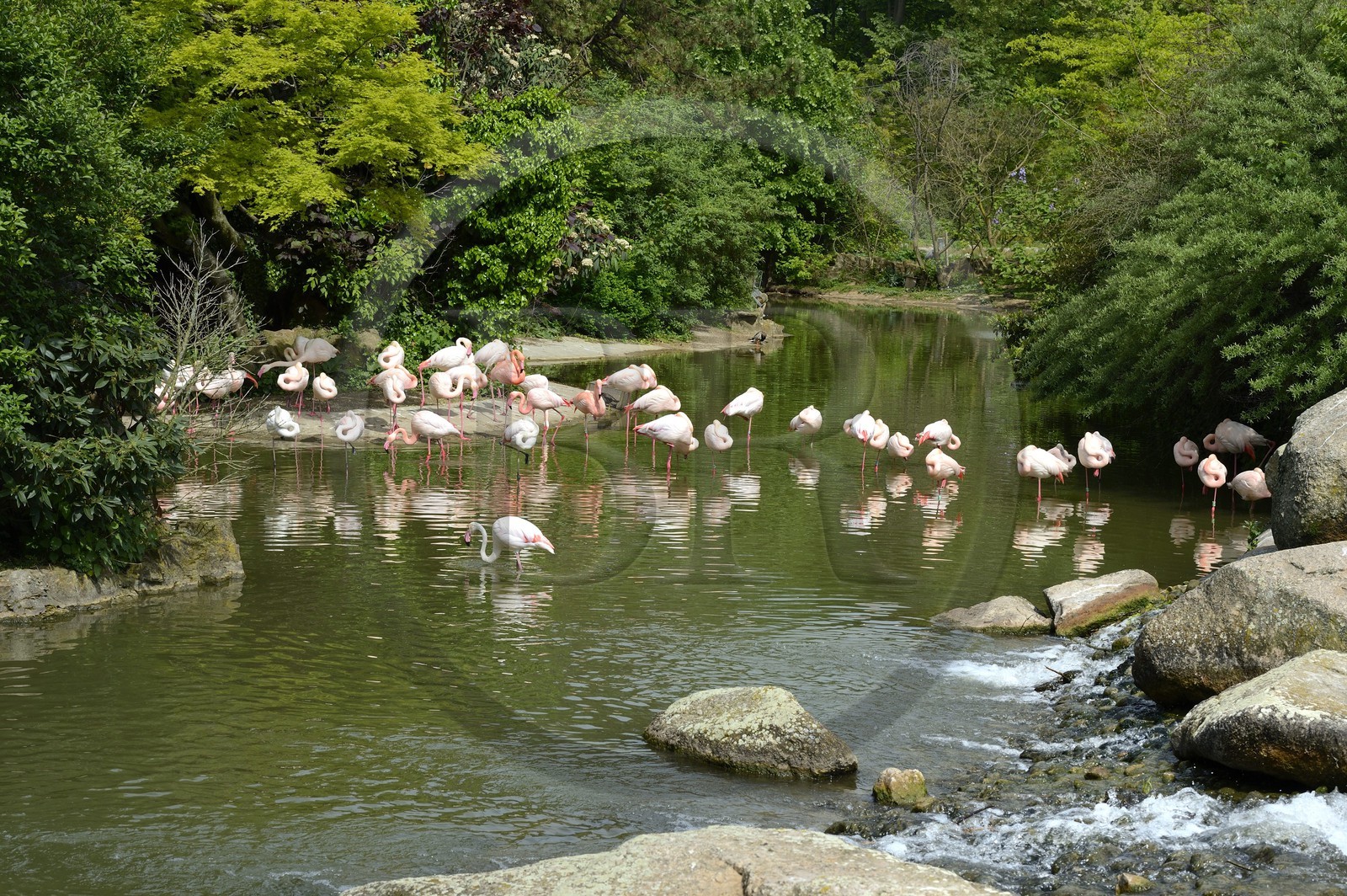 France, Rhône (69), Lyon,  le parc de la Tête d' Or, le zoo, les flamands roses