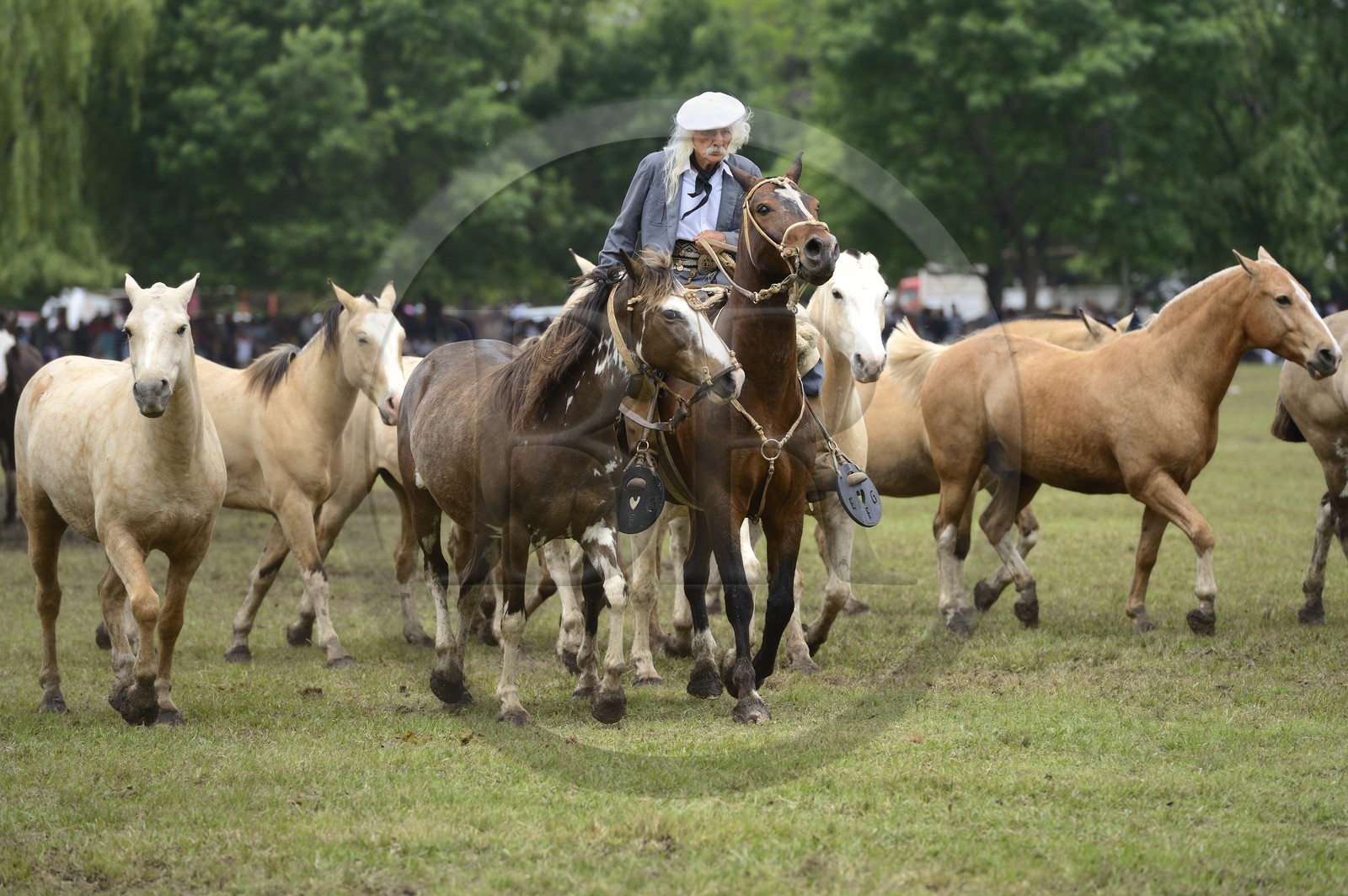 Argentine, province de Buenos Aires, San Antonio de Areco, fête du Jour de la Tradition (Dia de la Tradicion), figure appelée enchevêtrement de troupeaux (Entrevero de tropillas)