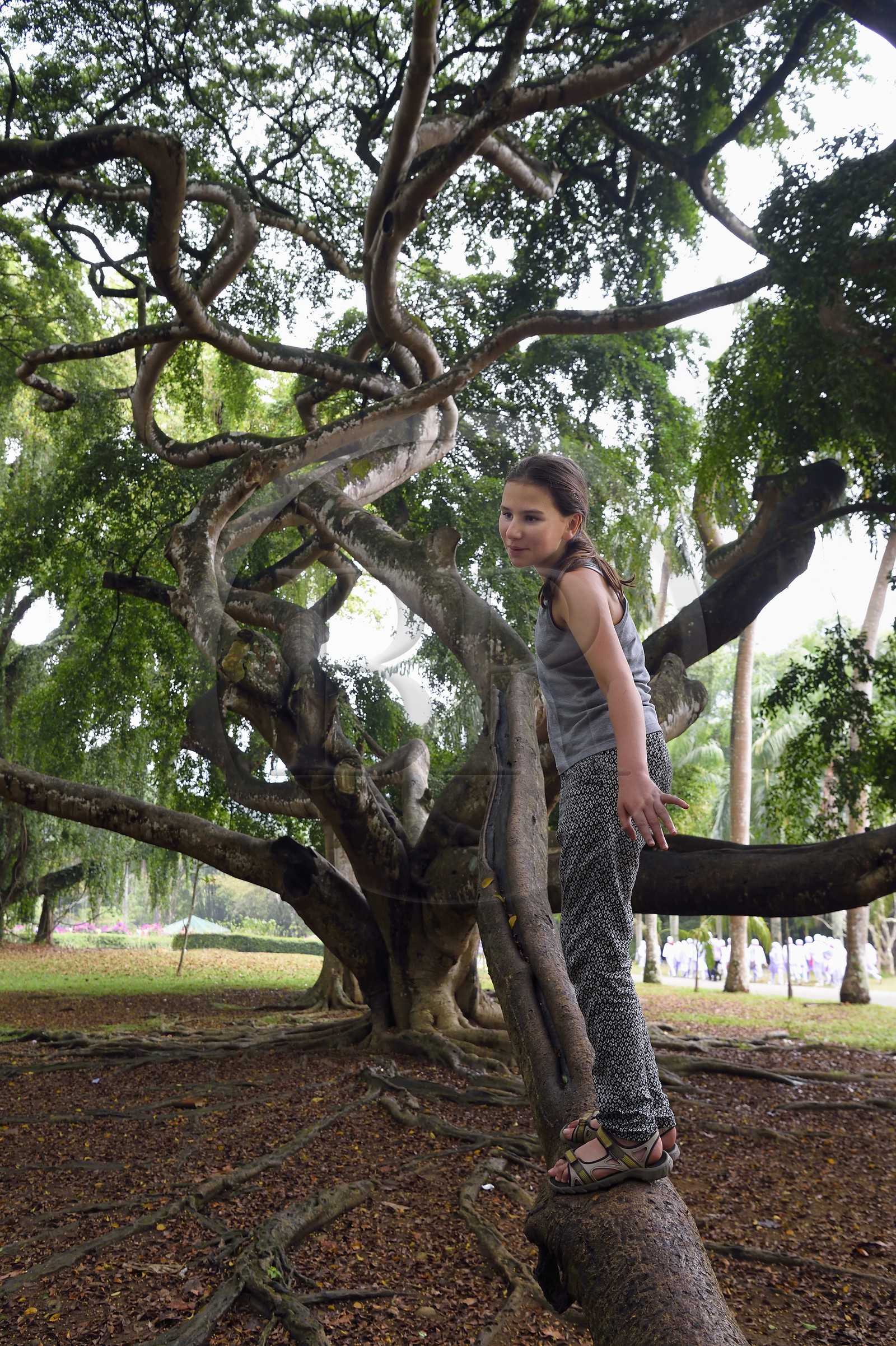 Sri Lanka, province du centre, Kandy, jardin botanique de Peradeniya, figuier de Java (Ficus Benjamina)