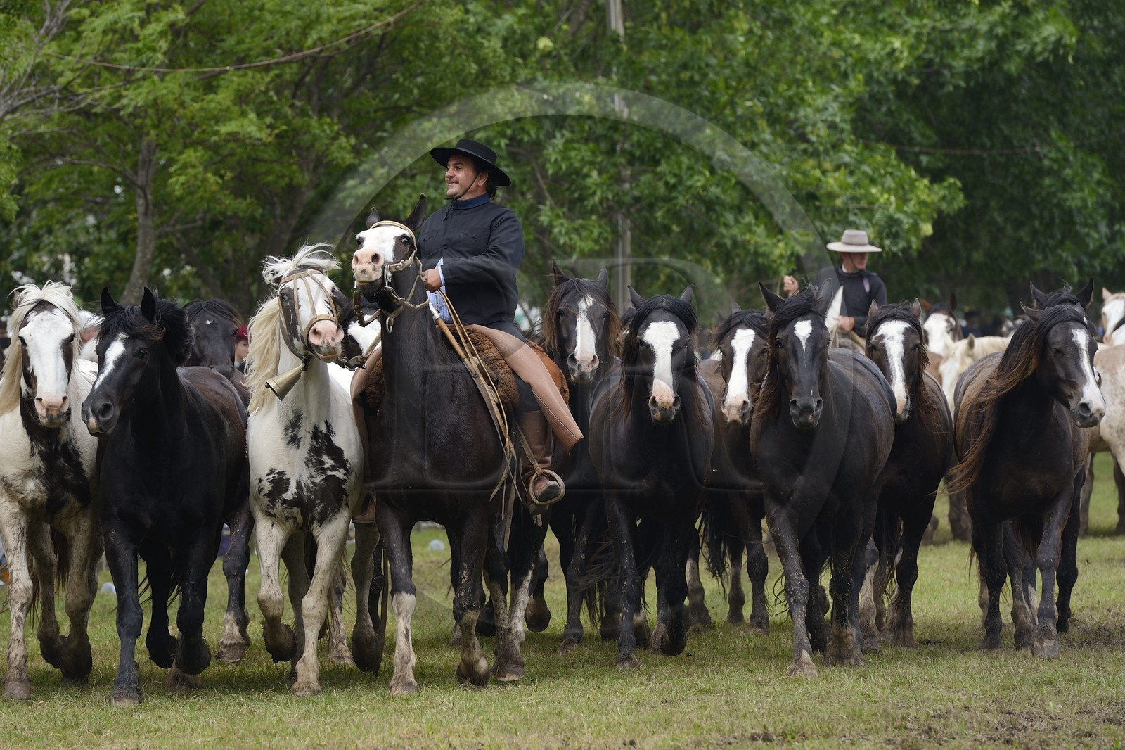 Argentine, province de Buenos Aires, San Antonio de Areco, fête du Jour de la Tradition (Dia de la Tradicion), figure appelée enchevêtrement de troupeaux (Entrevero de tropillas)