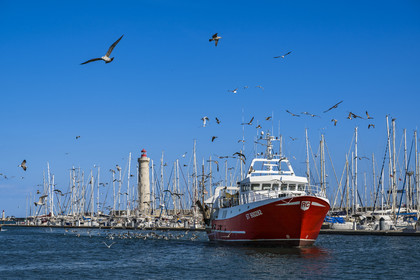 France, Hérault (34), Sète, retour des chalutiers de leur journée de pêche suivis de leur cortège de gabians (goélands) et le phare du mole Saint-Louis en arrière-plan