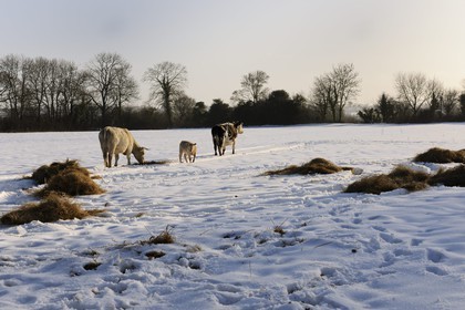 France, Manche, Cotentin, cows in the snowy bocage