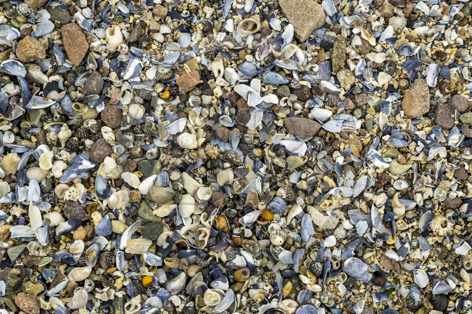 France, Côtes d'Armor (22), Grand Site de France Cap d'Erquy – Cap Fréhel, Erquy, l'Ilot Saint-Michel, maërl au sol du tombolo à marée basse recouvert de coquillages et de pierres