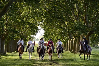 Argentina, Buenos Aires Province, San Antonio de Areco, group of gauchos on horseback under the trees of the driveway to the estancia La Bamba de Areco