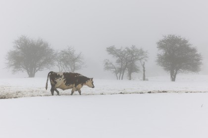 France, Manche (50), Cotentin, marais de la Douve vers Liesville-sur-Douve, vaches dans le brouillard et la neige