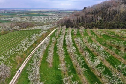 France, Meuse, Lorraine Regional Park, Cotes de Meuse, Saint Maurice sous les Cotes, mirabelliers (cherry-plum trees) in bloom (aerial view)