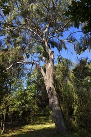 France, Alpes-Maritimes, Antibes, Botanical garden of the Villa Thuret, eucalyptus