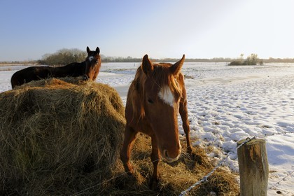 France, Manche (50), Cotentin, chevaux dans le bocage enneigé
