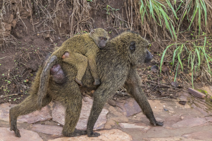 Rwanda, Akagera National Park, olive baboon (Papio anubis) carrying a small one