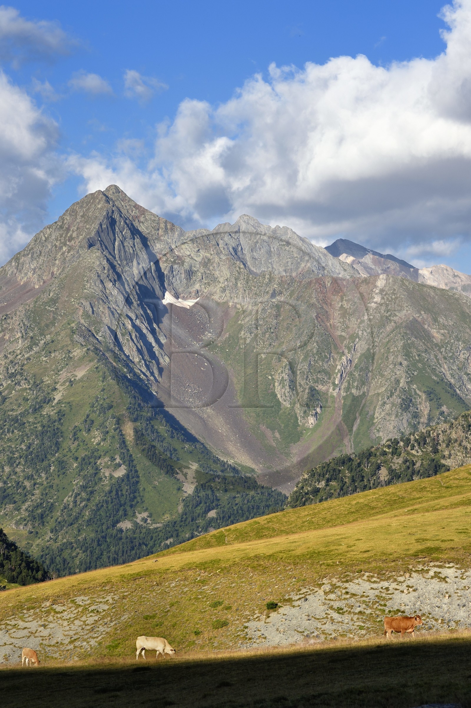France, Hautes-Pyrénées (65), Saint-Lary-Soulan et Vielle-Aure, randonnée sur une variante du GR10 entre le col de Portet et les lacs de Bastan en bordure de la réserve naturelle de Néouvielle en arrière plan, troupeau de vaches en estive