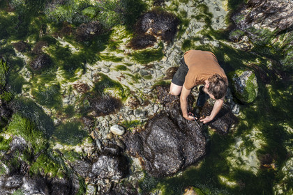 France, Finistère, Pays Bigouden (Bigouden country), Bay of Audierne, Plozevet, Lenny Gouedic co-creator of Begood Alg, harvesting wild edible algae on foot on the beach at low tide (aerial view)