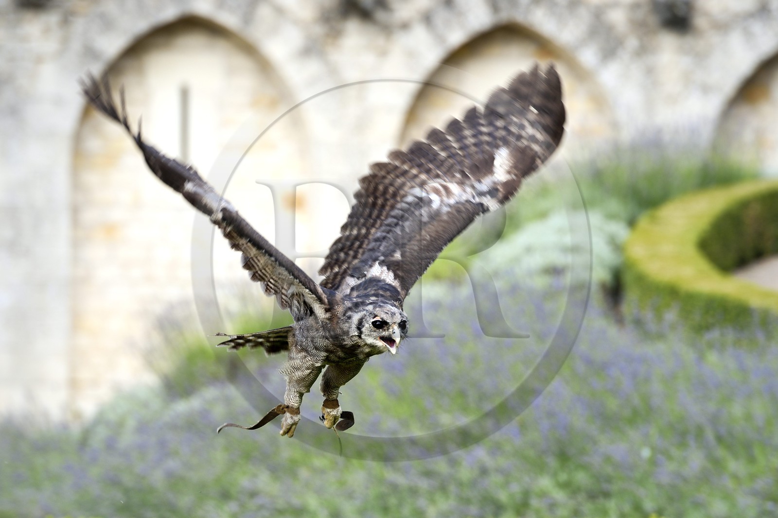France, Dordogne (24), Périgord Noir, vallée de la Dordogne, Castelnaud-la-Chapelle, château des Milandes, ancienne demeure de Joséphine Baker, spectacle de rapaces