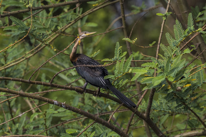 Rwanda, Akagera National Park, Lake Ihema, African darter (Anhinga rufa), sometimes called snakebird