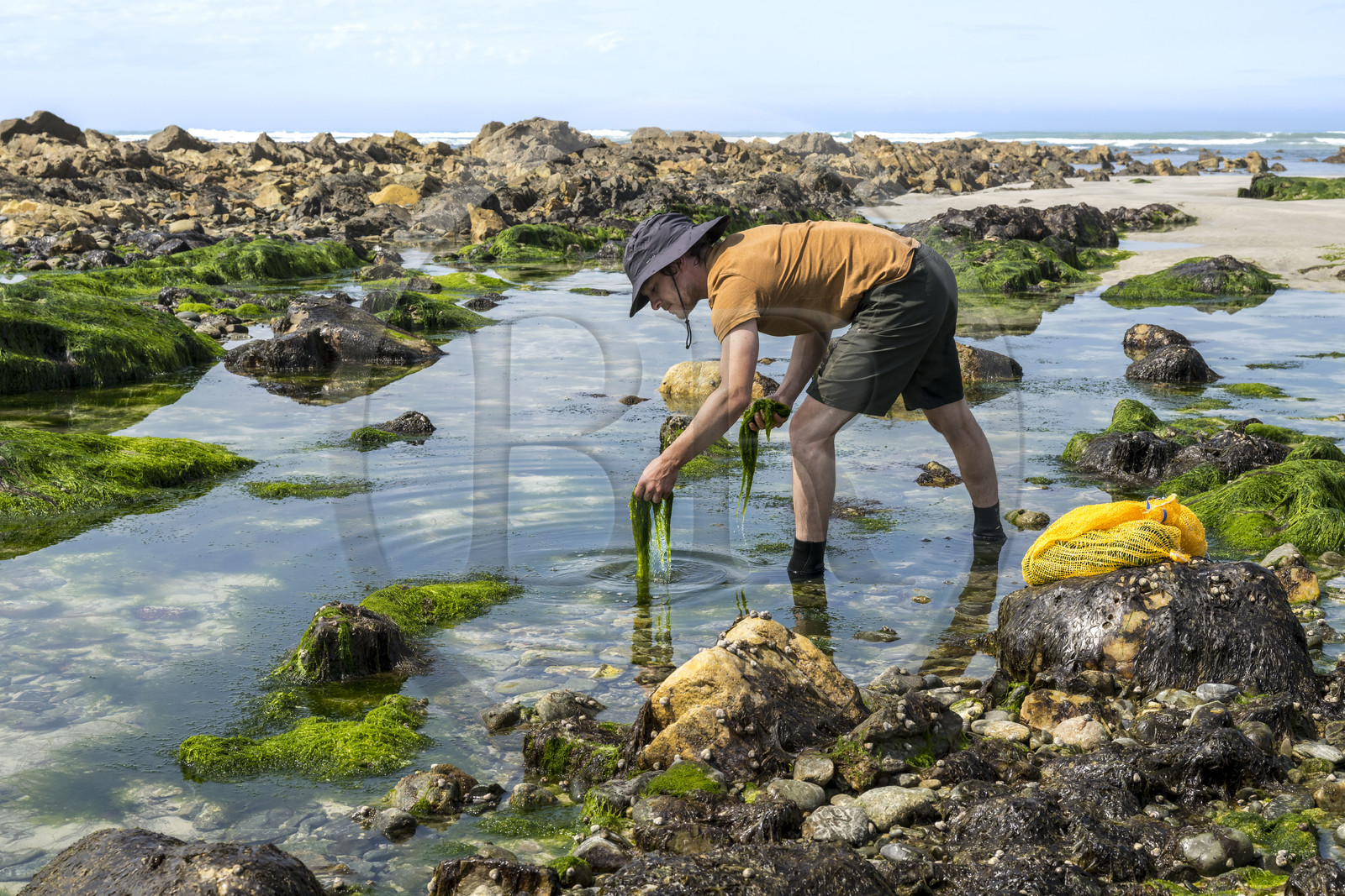 France, Finistère (29), Pays Bigouden, Baie d'Audierne, Plozévet, Lenny Gouedic co créateur de Begood Alg, récolte à pied d'algues sauvages alimentaires (Ao Nori) sur la plage à marée basse