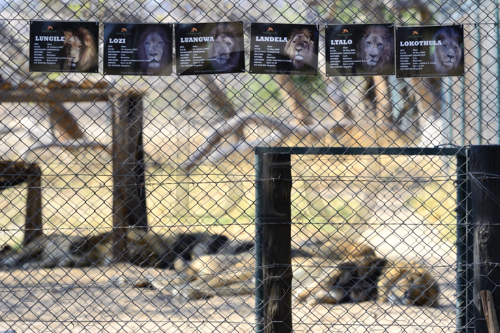 Zimbabwe, province des Midlands, Gweru, Antelope Park qui abrite ALERT (African Lion and Environmental Research Trust), enclos des lions qui ne pourront être relachés à la vie sauvage