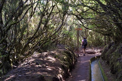 Portugal, Madeira Island, hike in the forest of Rabaçal by the levada do Alecrim, one of the countless irrigation canals that guide the water from the highlands to the cultivated terraces in the south, tree heather
