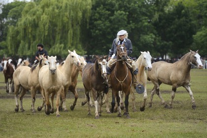 Argentine, province de Buenos Aires, San Antonio de Areco, fête du Jour de la Tradition (Dia de la Tradicion), figure appelée enchevêtrement de troupeaux (Entrevero de tropillas)