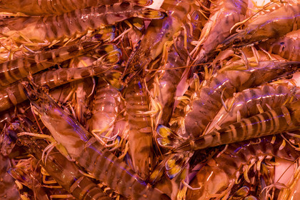 France, Charente-Maritime (17), Royan, marché central (1955) des architectes Louis Simon et André Morisseau, étal de poissonnier, gambas royales