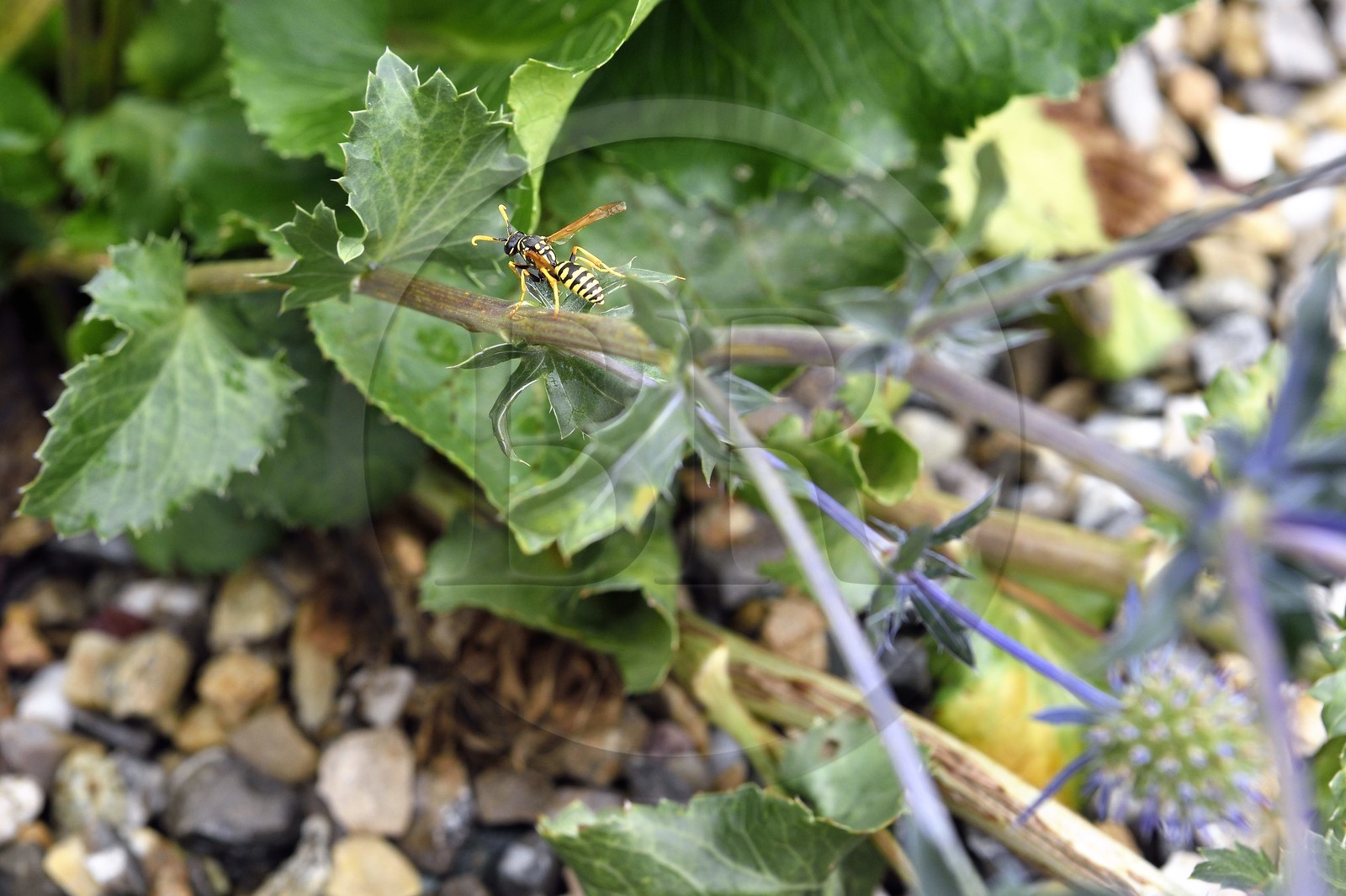 France, Bas-Rhin (67), Parc naturel régional des Vosges du Nord, Obersteinbach, le jardin écologique Hymenoptera, guepe poliste (Polistes dominula) sur un Panicaut
