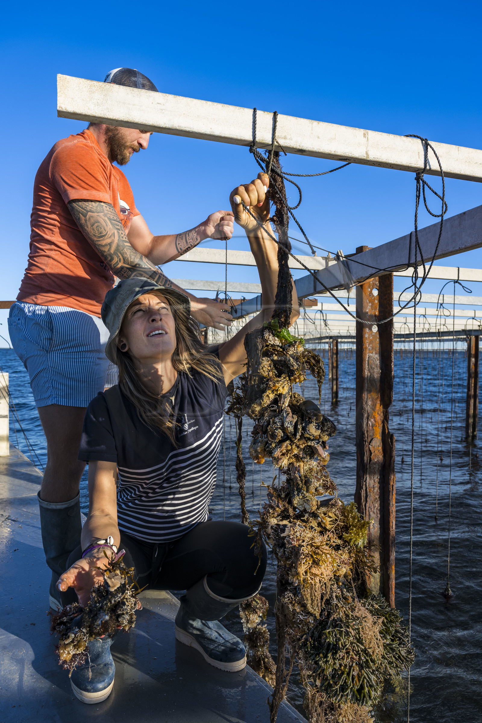 France, Hérault (34), Etang de Thau, Mèze, les producteurs de coquillages Quentin et Emmeline, l'élevage en suspension sur des cordes dans le parc à huitres