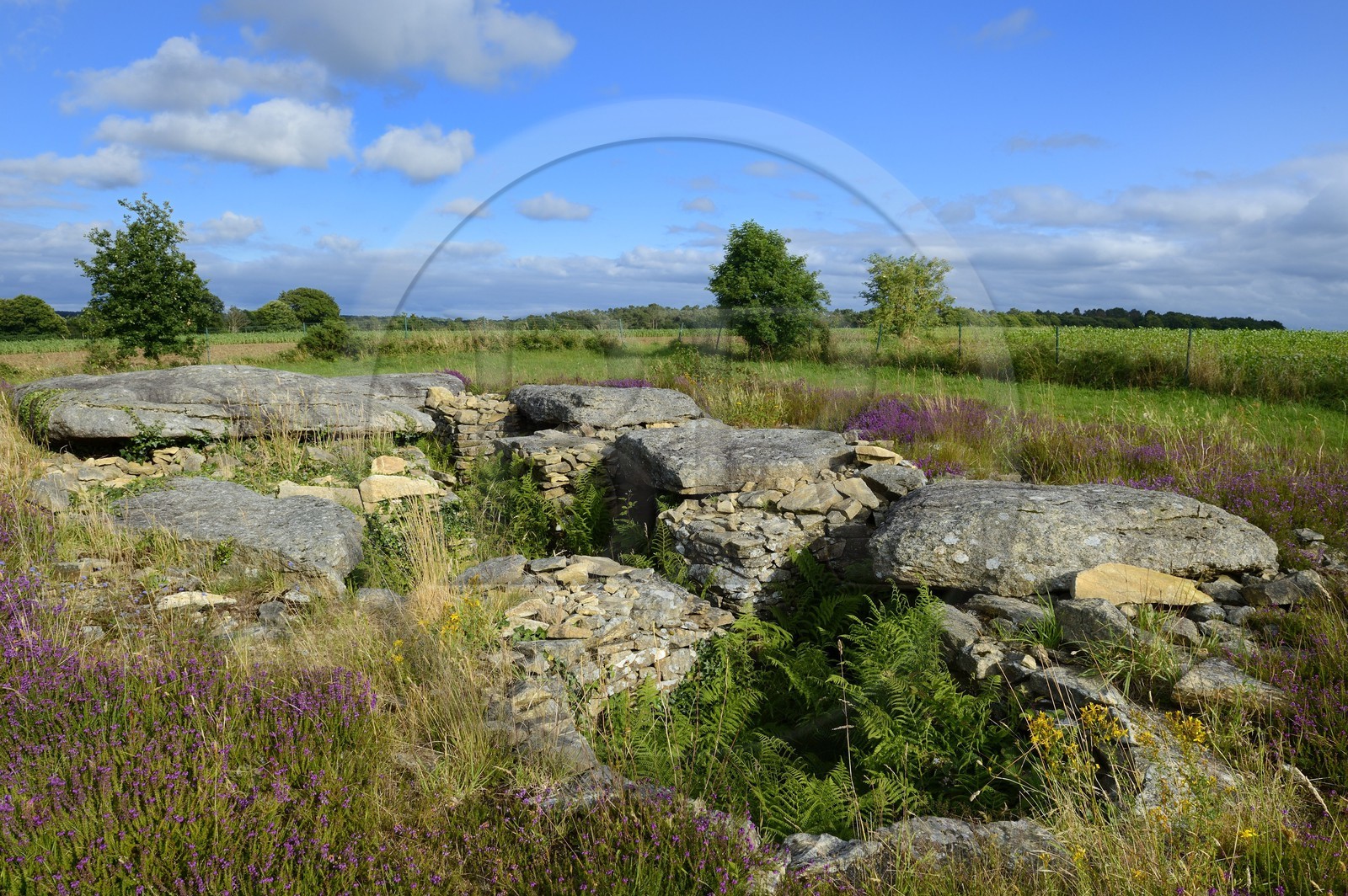France, Morbihan (56), Colpo, Dolmen de Larcuste