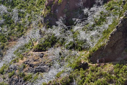 Portugal, Madeira Island, Vereda do Areeiro hike between Pico Ruivo (1862m) and Pico Arieiro (1817m), heather forest burnt in 2010 on the the Pico Das Torres