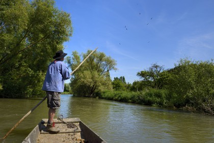 France, Bas Rhin, Ebersmunster and Muttersholtz region, the Ried, the boatman Patrick Unterstock in a small flat wooden bottom boat on the Ill river and flight of storks