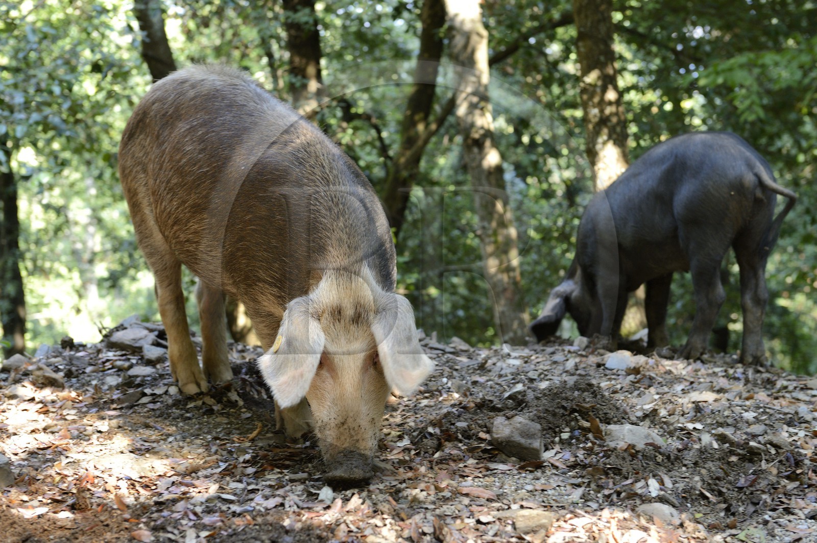 France, Haute-Corse (2B), région de la Casinca en Castagniccia, cochons en liberté
