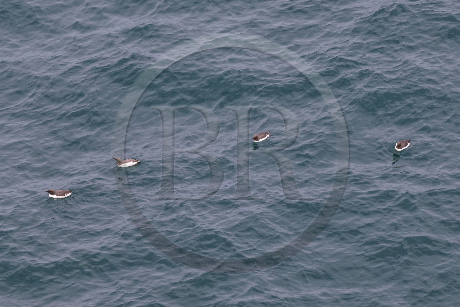 France, Côtes d'Armor (22), Grand Site de France Cap d'Erquy – Cap Fréhel, Plévenon, Cap Fréhel classé Natura 2000, Guillemot de Troïl (Uria aalge)