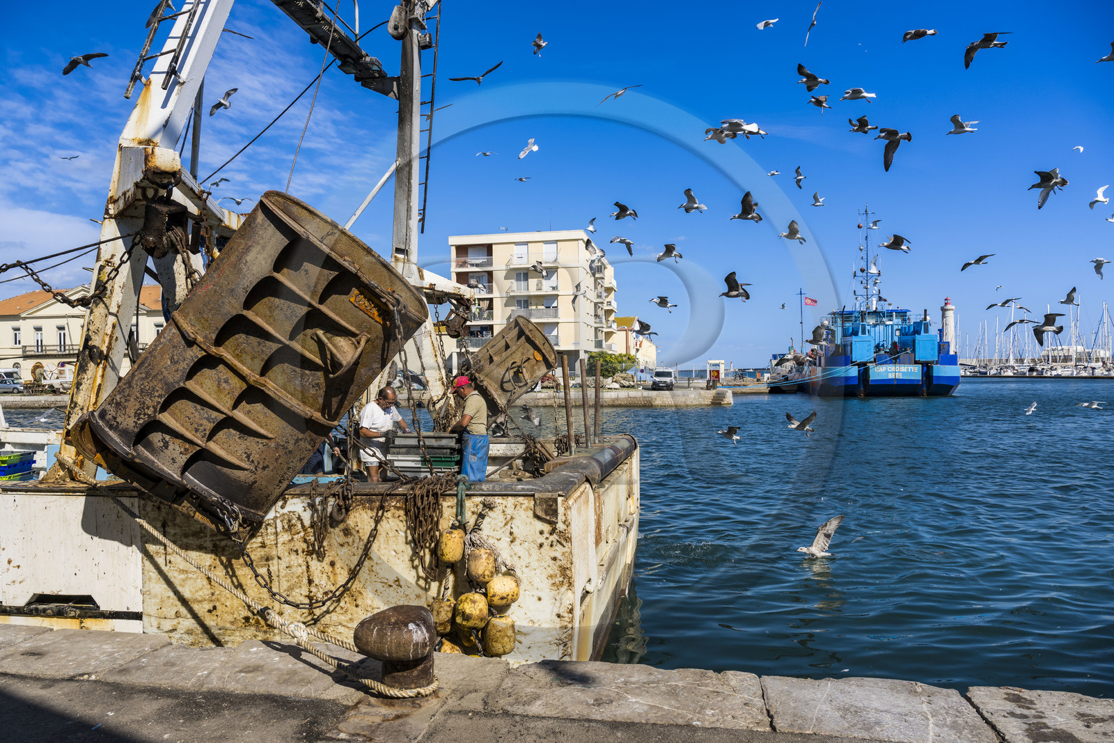 France, Hérault (34), Sète, Port de pêche, retour des chalutiers à quai et déchargement de la pêche avec son cortège de gabians (goélands)
