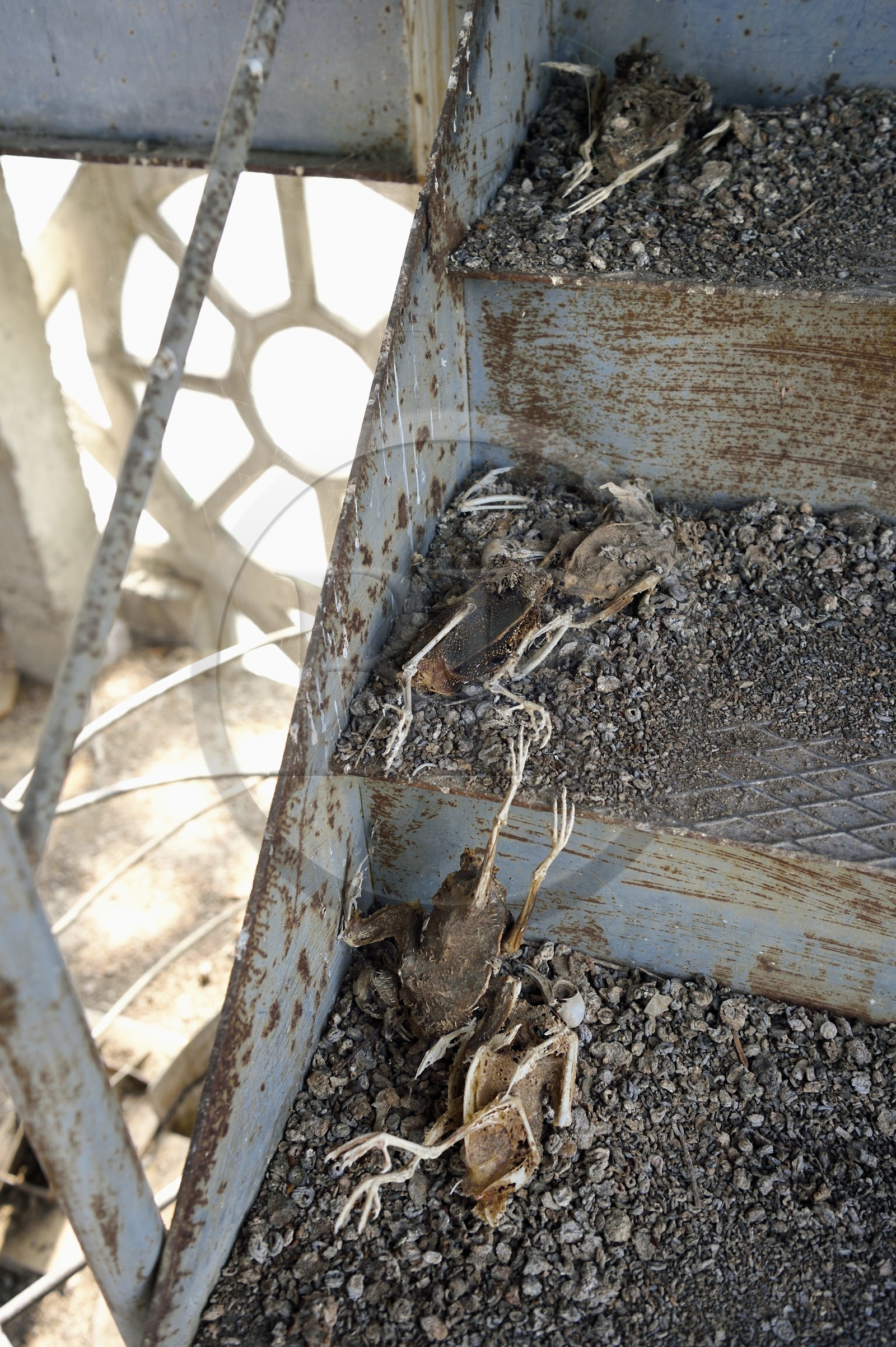 France, Allier (03), Vichy, Notre Dame des Malades (Our Lady of the Sick) church and Saint Blaise church, dried corpses of pigeons on the steeple stairs