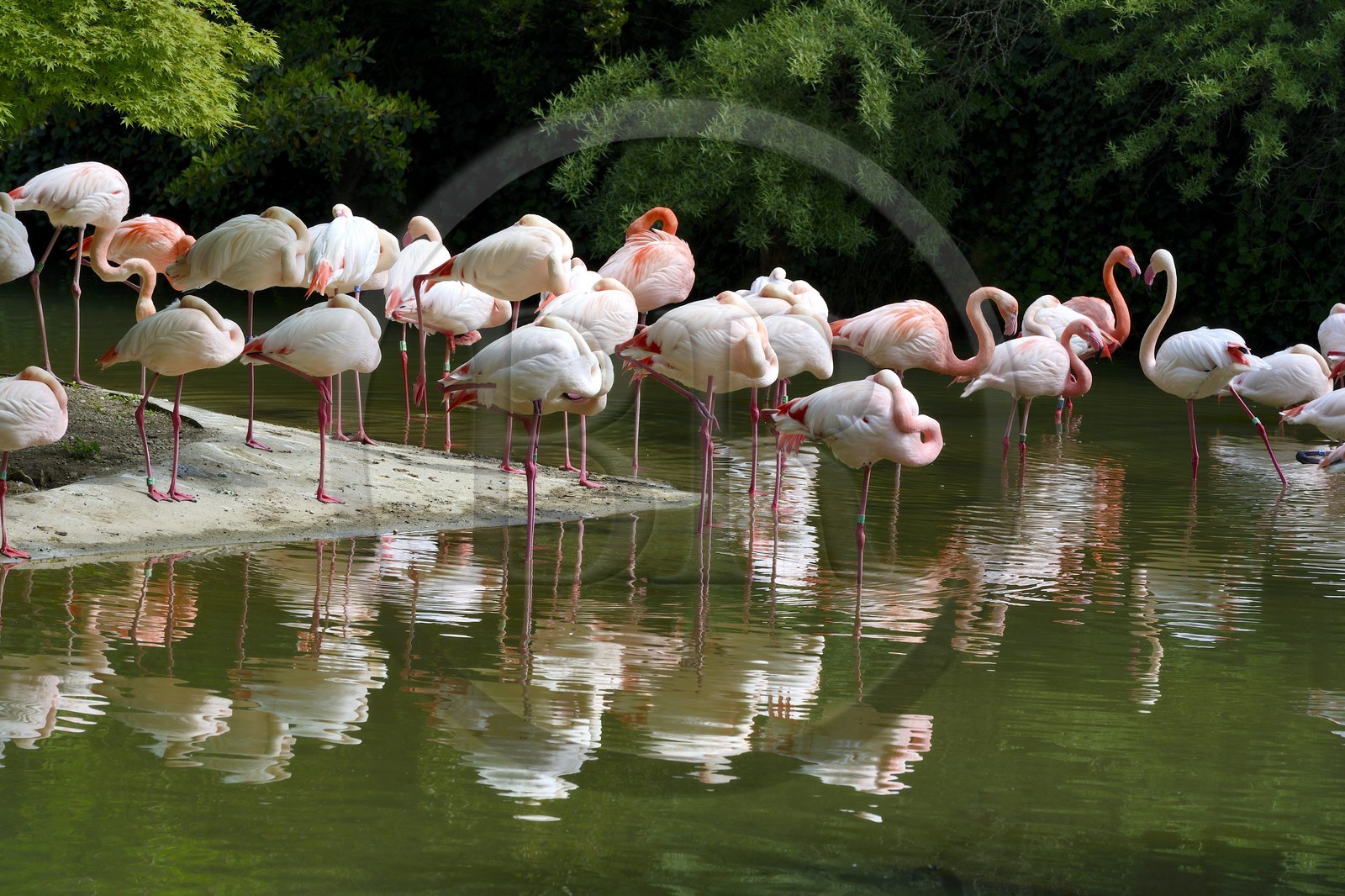 France, Rhône (69), Lyon,  le parc de la Tête d' Or, le zoo, les flamands roses