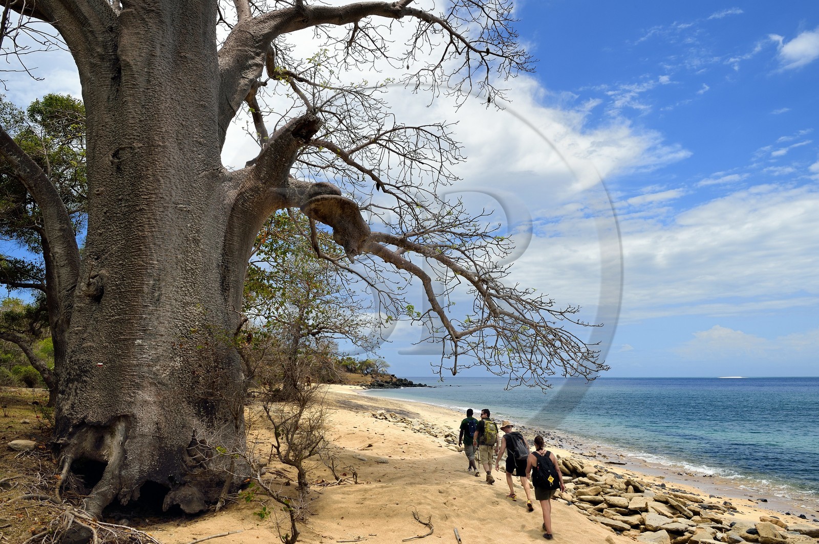 France, Mayotte island (French overseas department), Grande-Terre, M'Tsamoudou, Saziley headland, hikers on the long-distance hiking trail going around the island, baobab on the beach